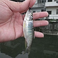 20110405-11.JPG