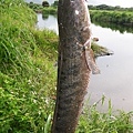 20140602 花蓮野場