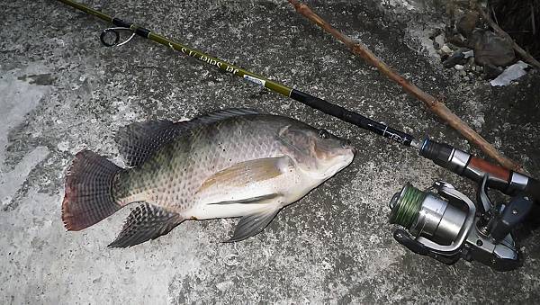 20140906 池魚慶中秋