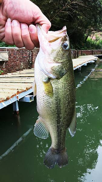 20141019 釣鱸魚的季節