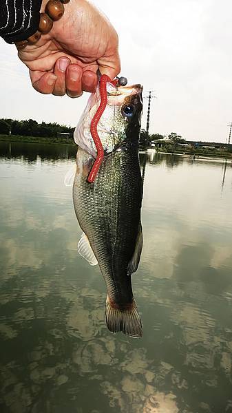 20151106 市外桃源休閒魚池