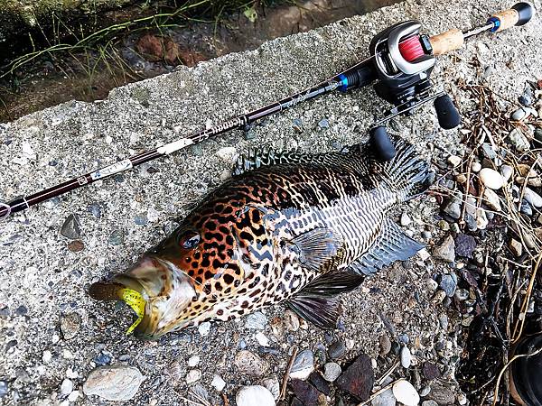 20170731 颱風天，釣魚天