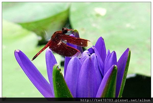 20070601至德園13-10243x2s