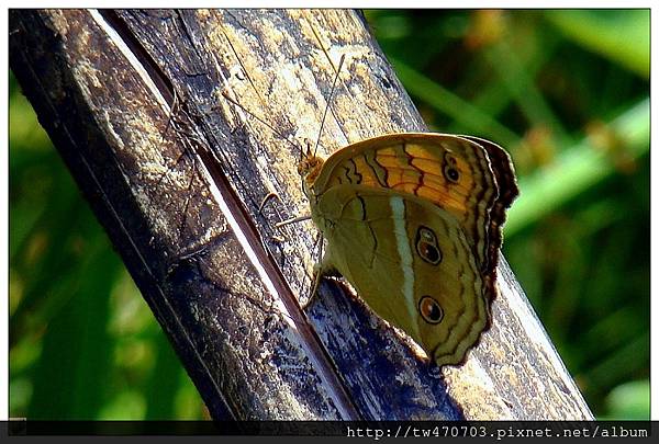 20080520外雙溪07-10243x2s