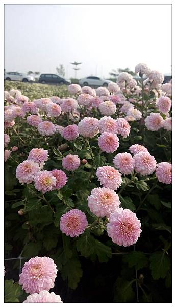 nEO_IMG_20181111銅鑼賞杭菊_181117_0001.jpg nEO_IMG_20181111銅鑼賞杭菊_181117_0001.jpg
