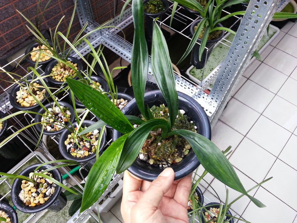 蘭花多發芽的幾個要點 健康美人誌 痞客邦 蘭花多發芽的幾個要點 健康美人誌 痞客邦