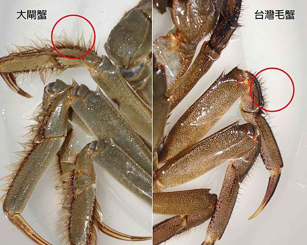 如何分辨台灣毛蟹與大閘蟹 台灣艾爾玩啤實驗 痞客邦