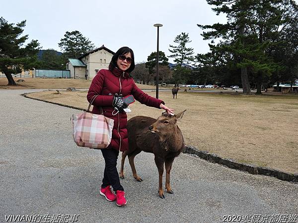 2020寒假京都居遊樂~三訪奈良東大寺