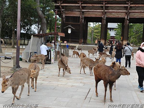 2020寒假京都居遊樂~三訪奈良東大寺