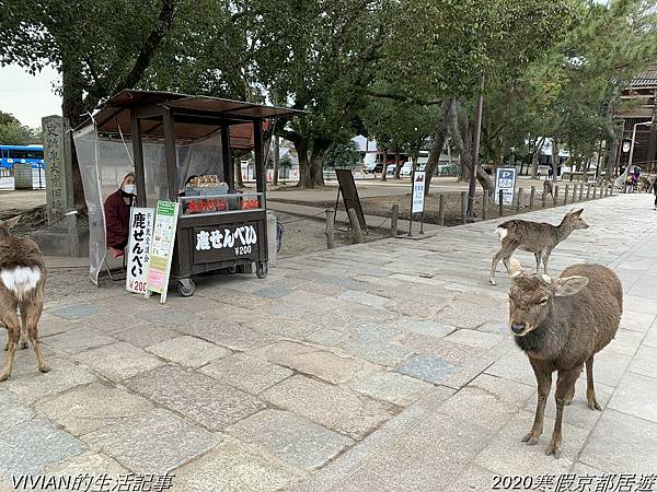 2020寒假京都居遊樂~三訪奈良東大寺