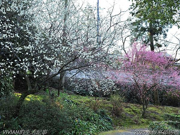 2020寒假京都居遊樂~匆匆一撇的東福寺