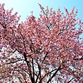 DSC_1317.JPG