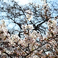 DSC_1414.JPG