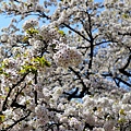 DSC_1441.JPG