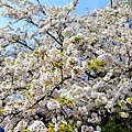 DSC_1444.JPG