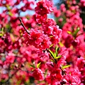 DSC_1496.JPG