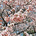 DSC_1598.JPG