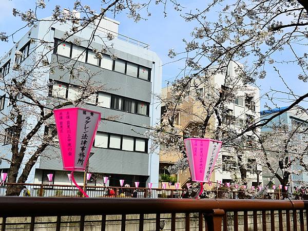 2024春東京賞櫻之旅DAY3~新宿御苑、SHIBUYA S