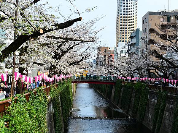 2024春東京賞櫻之旅DAY3~新宿御苑、SHIBUYA S