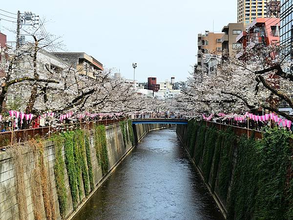 2024春東京賞櫻之旅DAY3~新宿御苑、SHIBUYA S