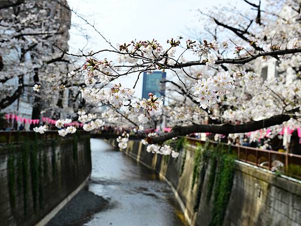 2024春東京賞櫻之旅DAY3~新宿御苑、SHIBUYA S