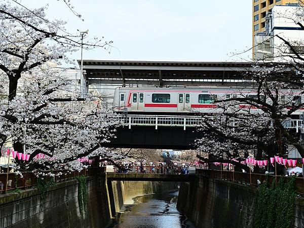 2024春東京賞櫻之旅DAY3~新宿御苑、SHIBUYA S