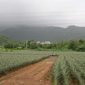 萬巒山區養蜂場四景.JPG