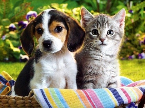 cat-and-dog