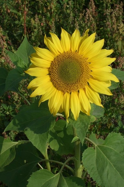 Sunflower-6.jpg