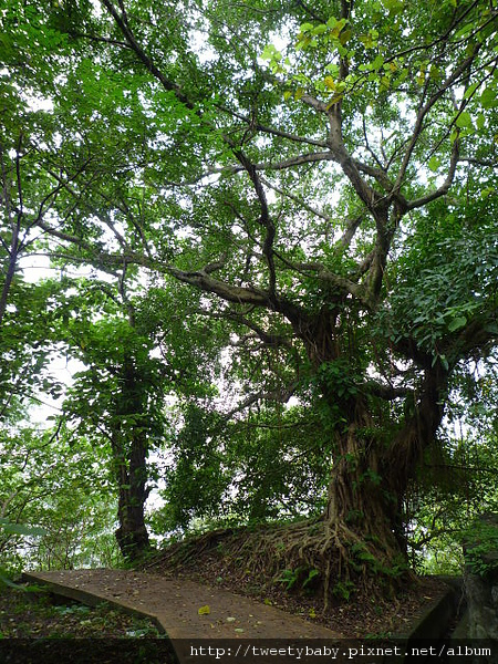 雞南山.文間山.劍南蝶園 037.JPG