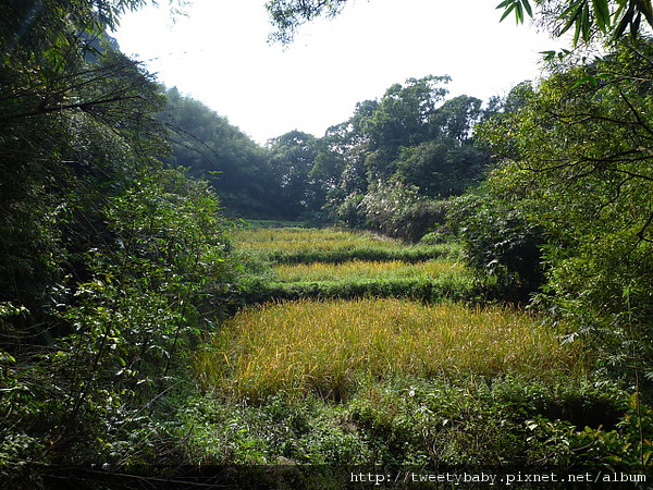 麻竹寮山.向天湖古道 074.JPG