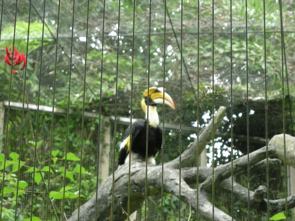 這隻鳥以前都沒見過