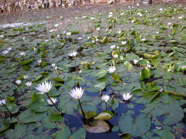 961209-地熱谷-蓮花