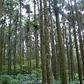 銀杏步道