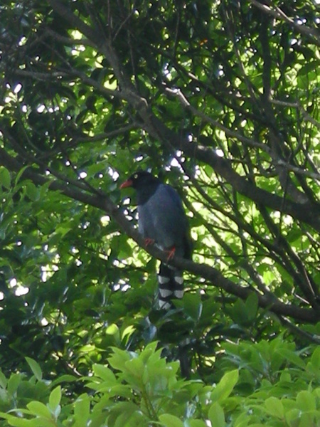 970517大屯自然公園-台灣藍鵲