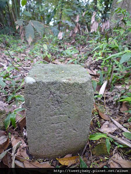 抱仔腳山.倒照湖山西峰.石壁坑山.溪頭山 053.JPG