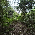 抱仔腳山.倒照湖山西峰.石壁坑山.溪頭山 088.JPG