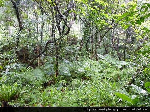 祖眉坑山找不到 014.JPG