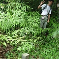 烏塗窟山.二格山自然步道.蕃薯窩山 051.JPG