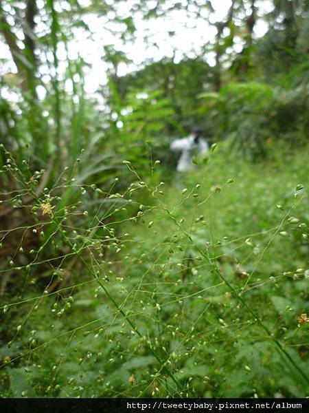 雞罩山前鋒.雞罩山.白雞山 028.JPG