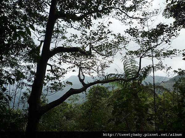 雞罩山前鋒.雞罩山.白雞山 030.JPG