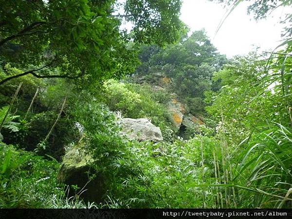 雞罩山前鋒.雞罩山.白雞山 039.JPG