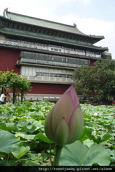 植物園隨意行 294.JPG 植物園隨意行 294.JPG