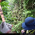 相對山.頂山南峰.瑪番山.頂山西南峰.頂山.高頂山.北五指山.杏林山 826.JPG