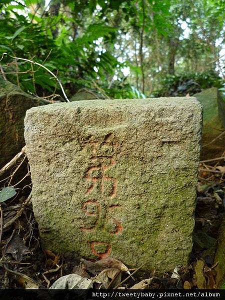 政大.炮子林山.大坑山 064.JPG