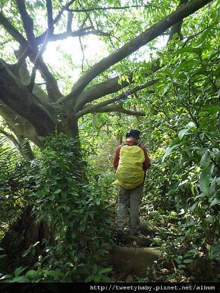 大前坑山.猴山坑山.枕頭山.金頭山.金頭山西峰.魚衡山南峰.魚衡山 012.JPG