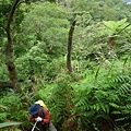 大前坑山.猴山坑山.枕頭山.金頭山.金頭山西峰.魚衡山南峰.魚衡山 138.JPG