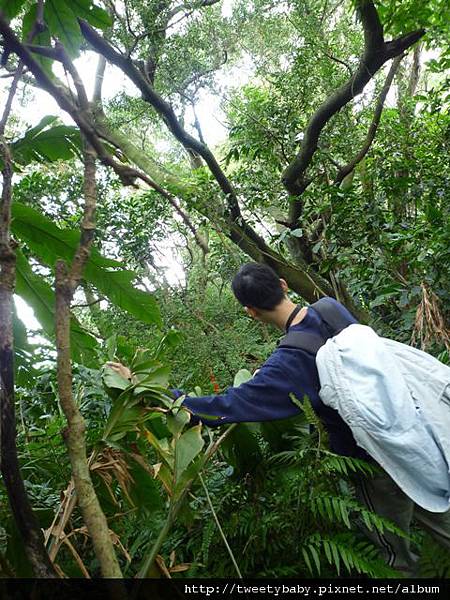 三腳木山.豐田派出所基點.圳沽古道.風動石聖宮 041.JPG