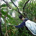 三腳木山.豐田派出所基點.圳沽古道.風動石聖宮 041.JPG