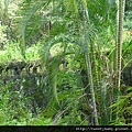 三腳木山.豐田派出所基點.圳沽古道.風動石聖宮 053.JPG